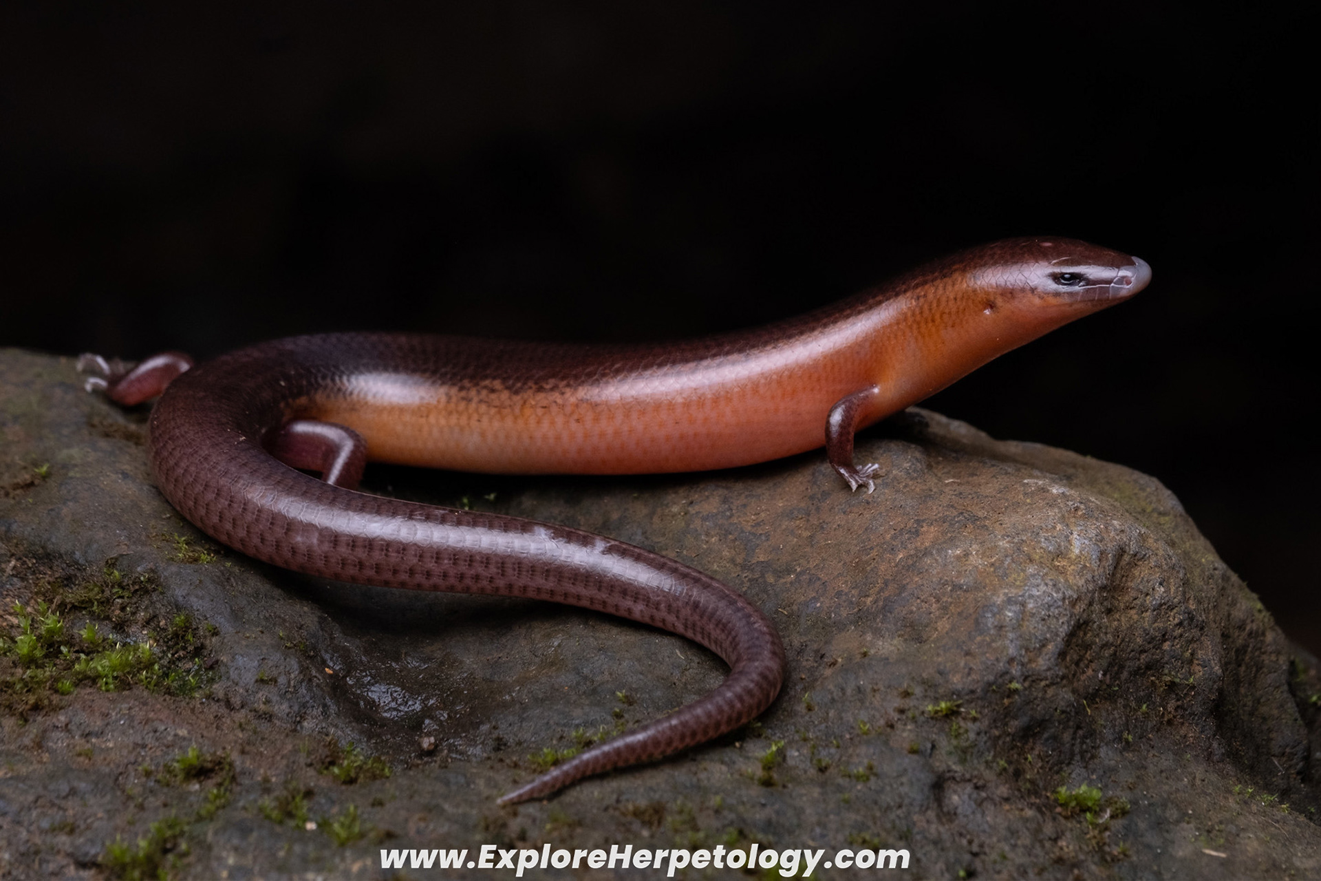 Western-Mindanao short-limbed skink (Brachymeles tiboliorum).