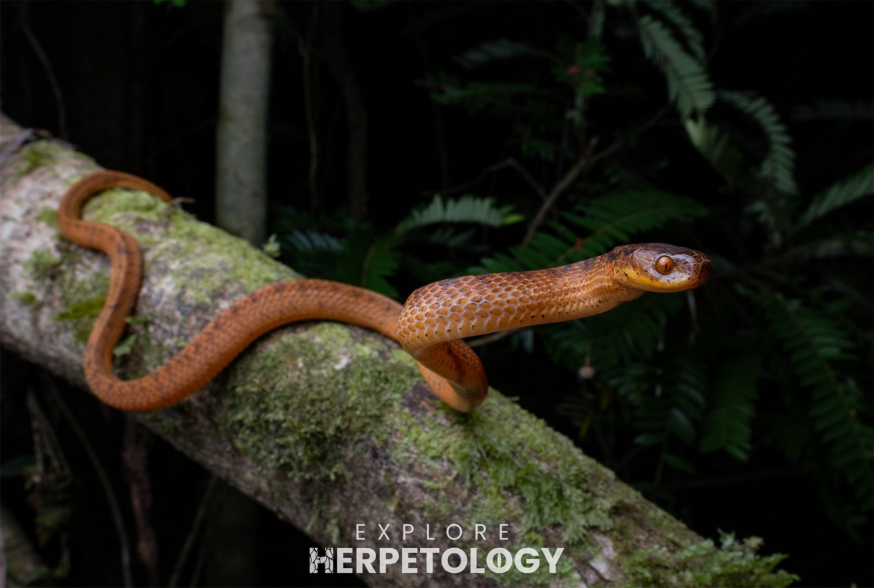 Pareas geminatus