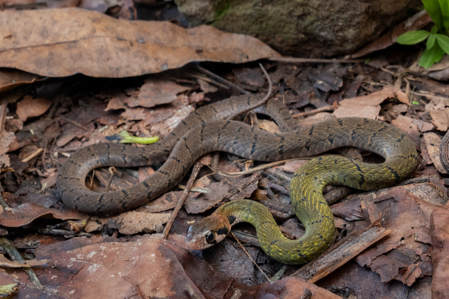 Black-barred keelback (Rhabdophis nigrocinctus).