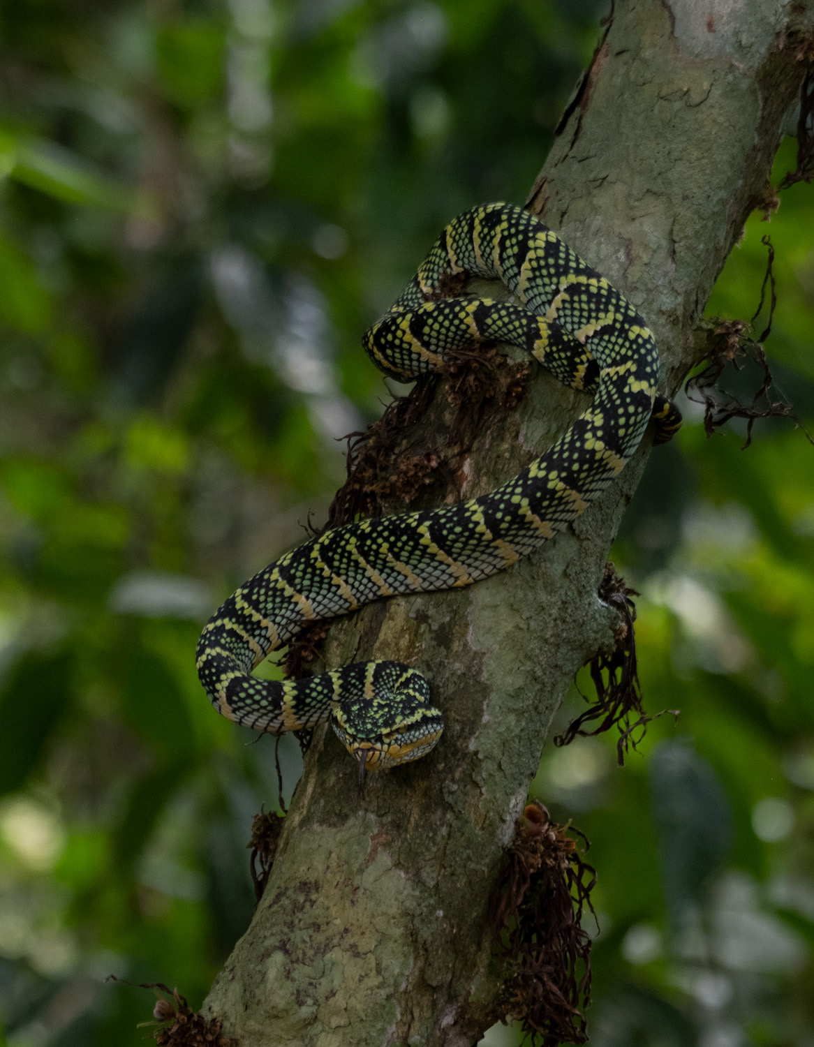 A smaller adult female Tropidolaemus wagleri.