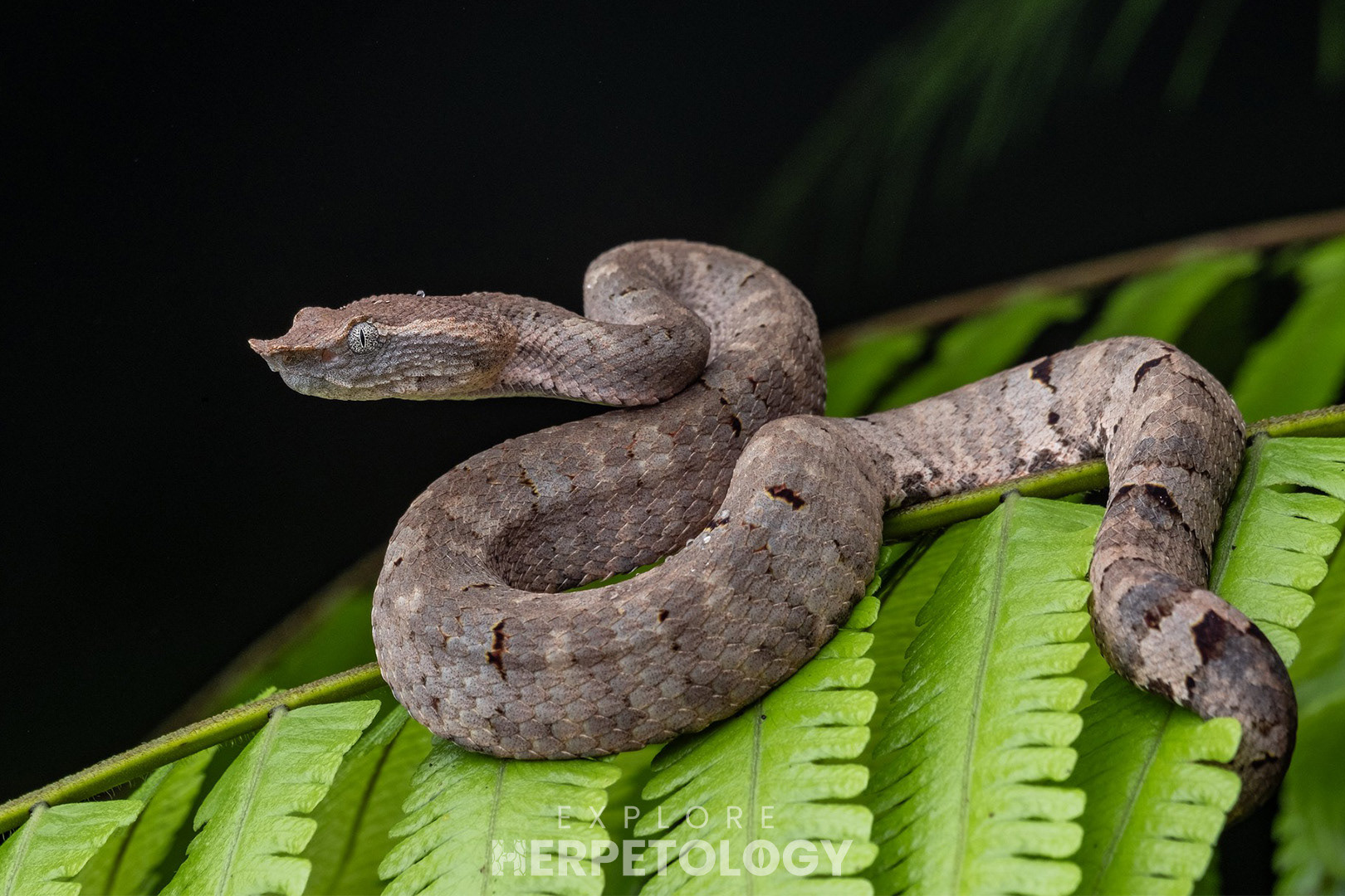 Craspedocephalus borneensis.