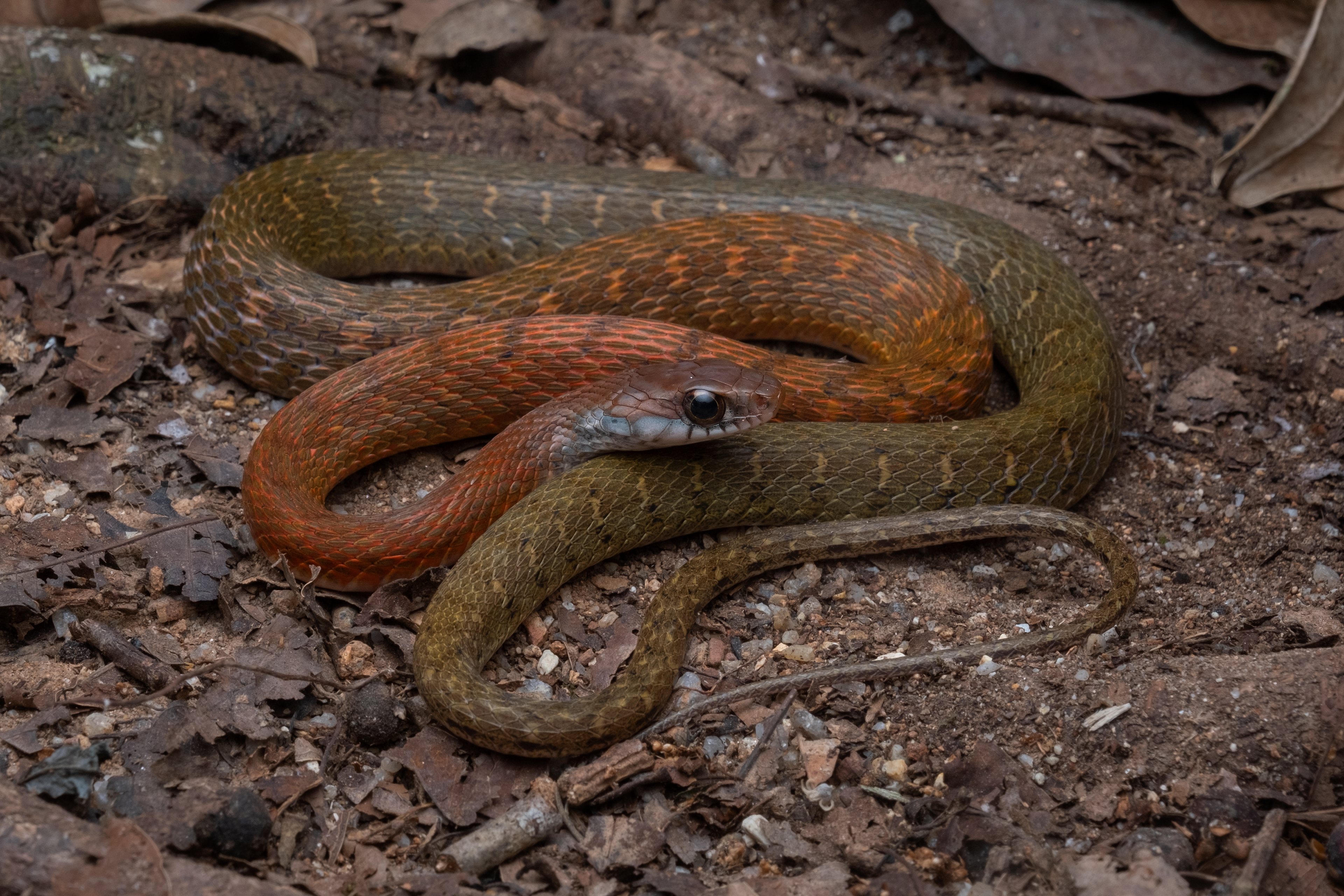 Speckle-bellied keelback (Rhabdophis chrysargos).