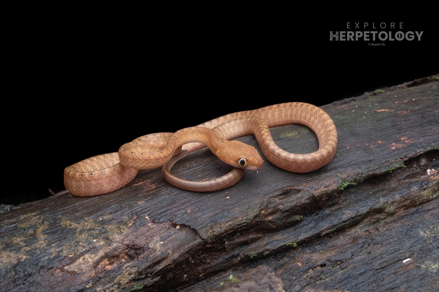 Juvenile dark-headed cat snake (Boiga nigriceps).