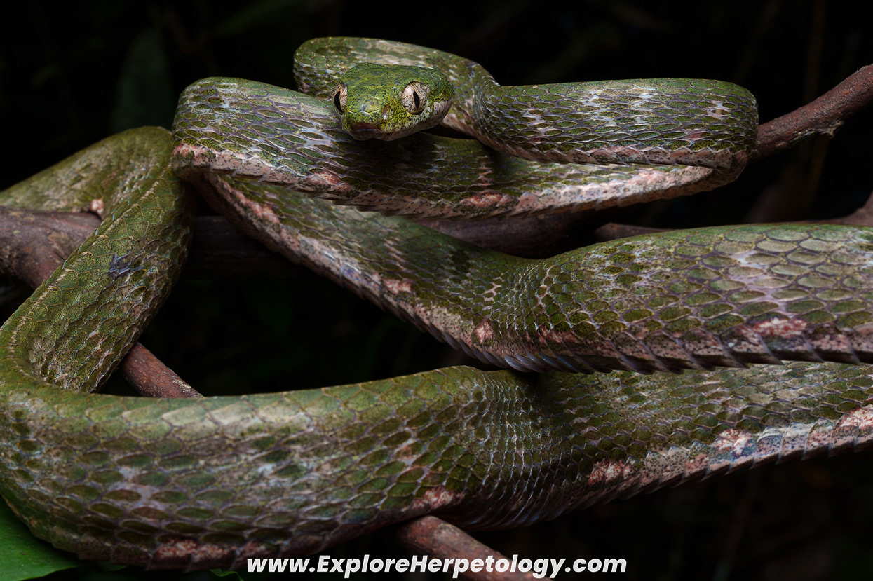 Bengkulu cat snake (Boiga bengkuluensis).