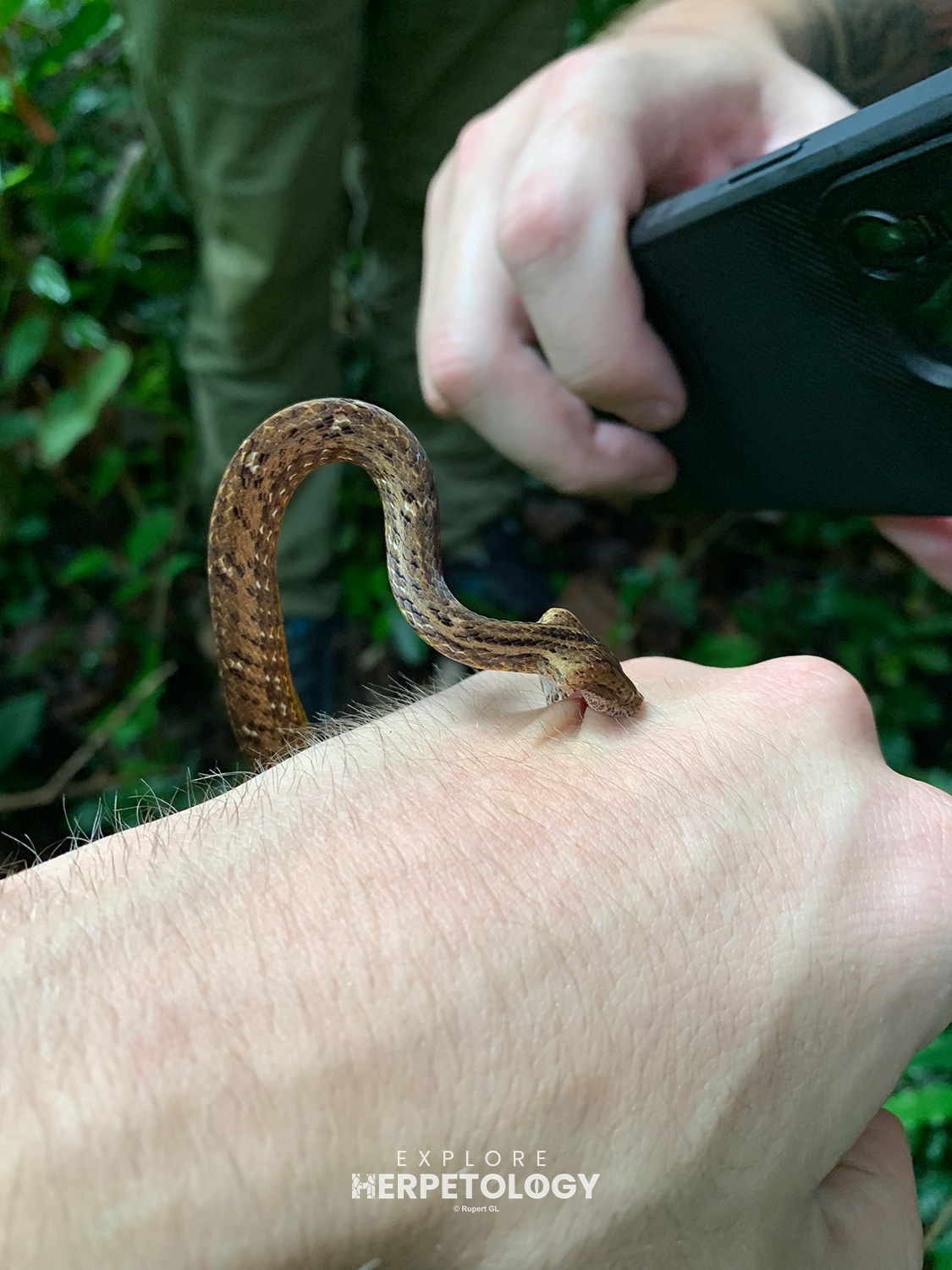 Psammodynastes pulverulentus having a go at David