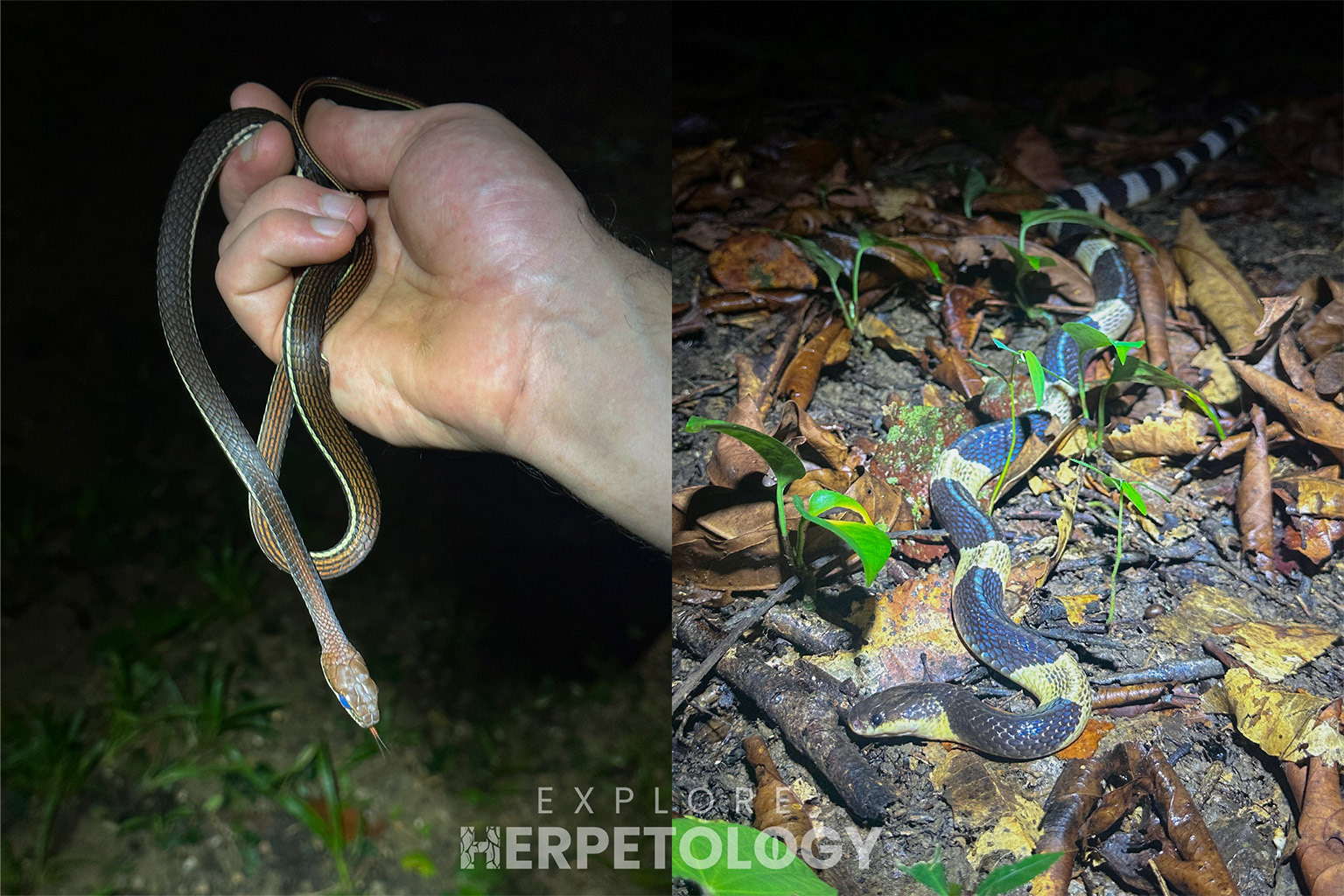 Left: Dendrelaphis caudolineatus. Right: Bungarus candidus.