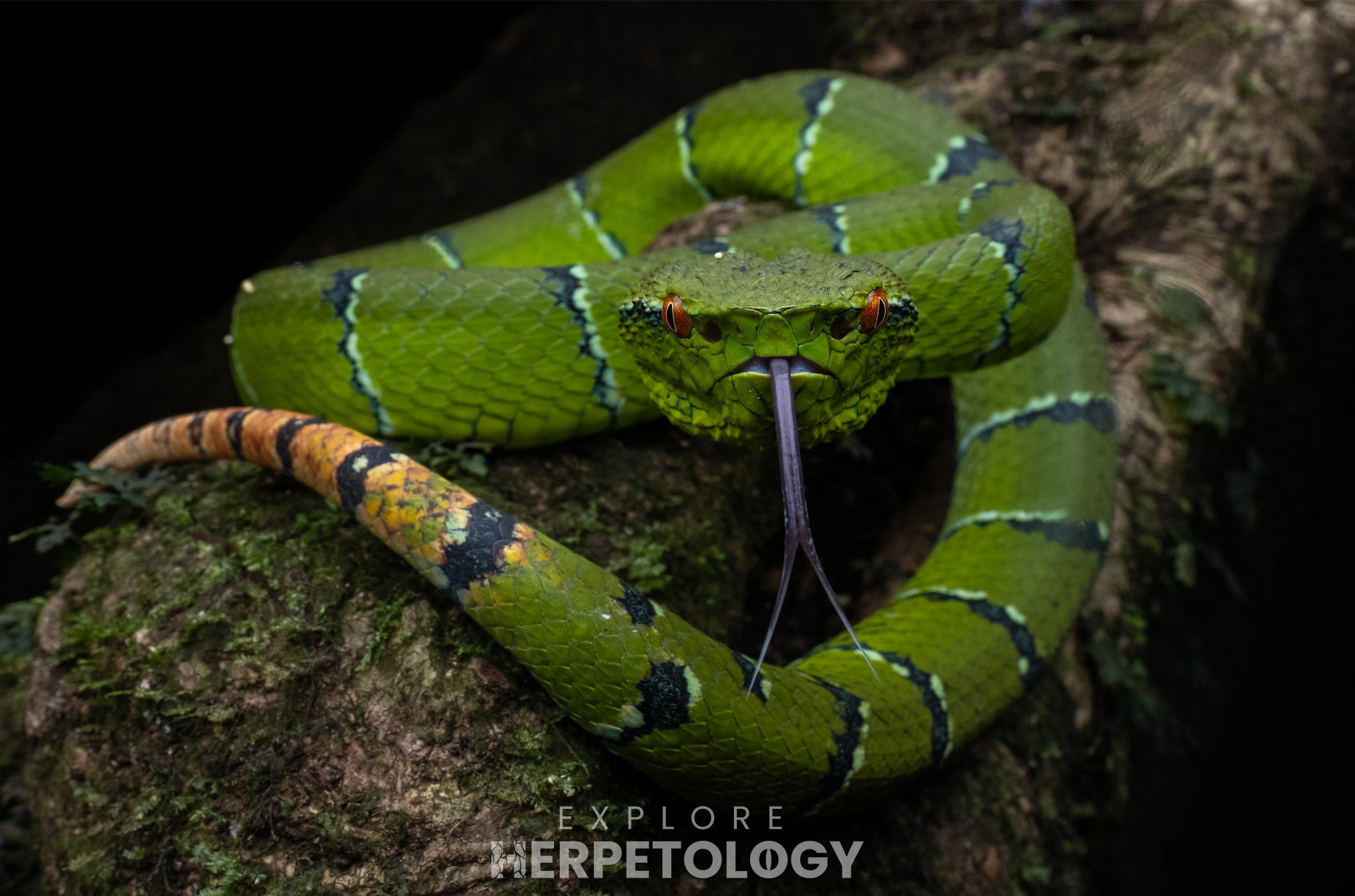 Adult female North-Philippine temple viper (Tropidolaemus subannulatus).