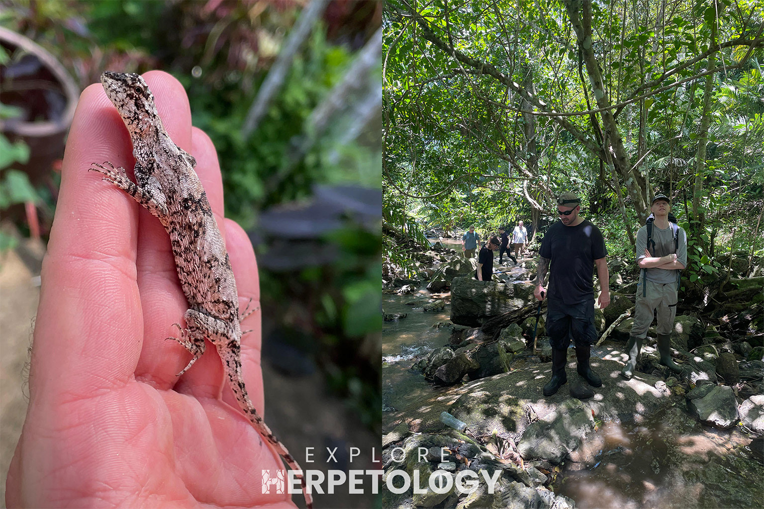 Draco sumatranus.