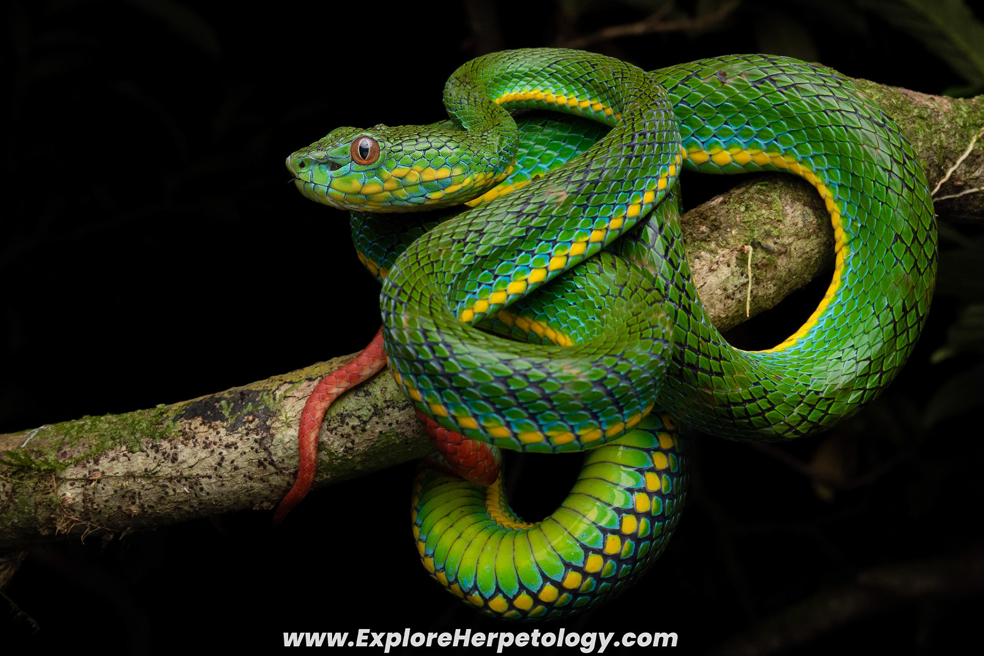 Adult male Schultze's pit viper (Trimeresurus schultzei).