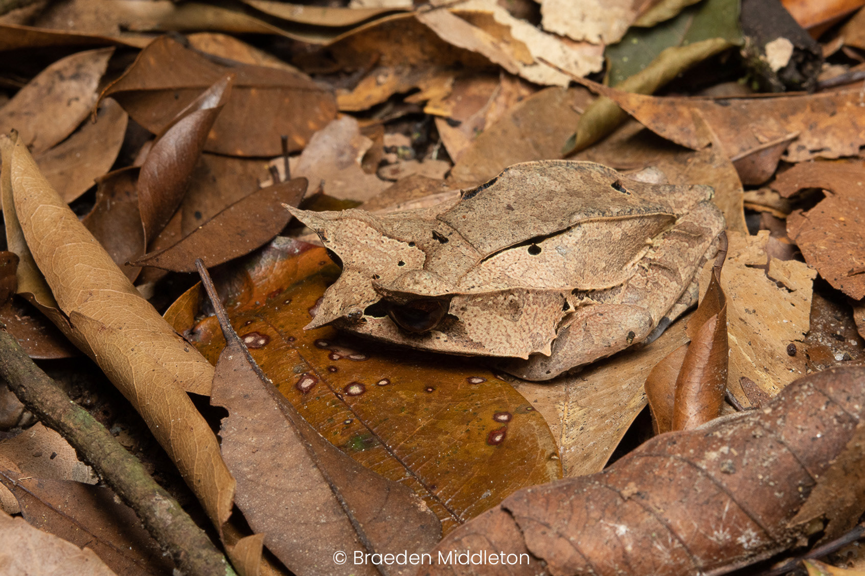 Long-nosed horned frog (Pelobatrachus nasuta).