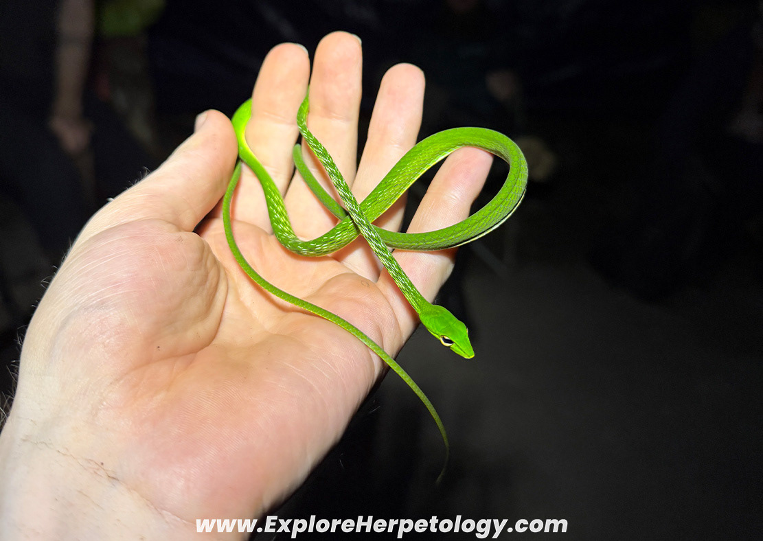 Malayan vine snake (Ahaetulla mycterizans).