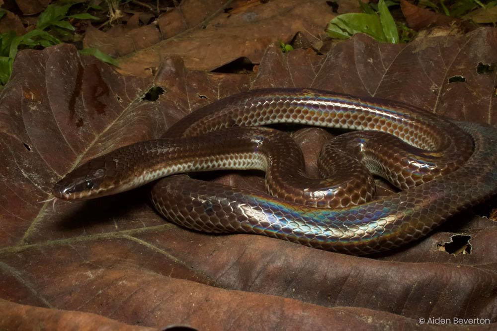 Sunbeam snake (Xenopeltis unicolor)