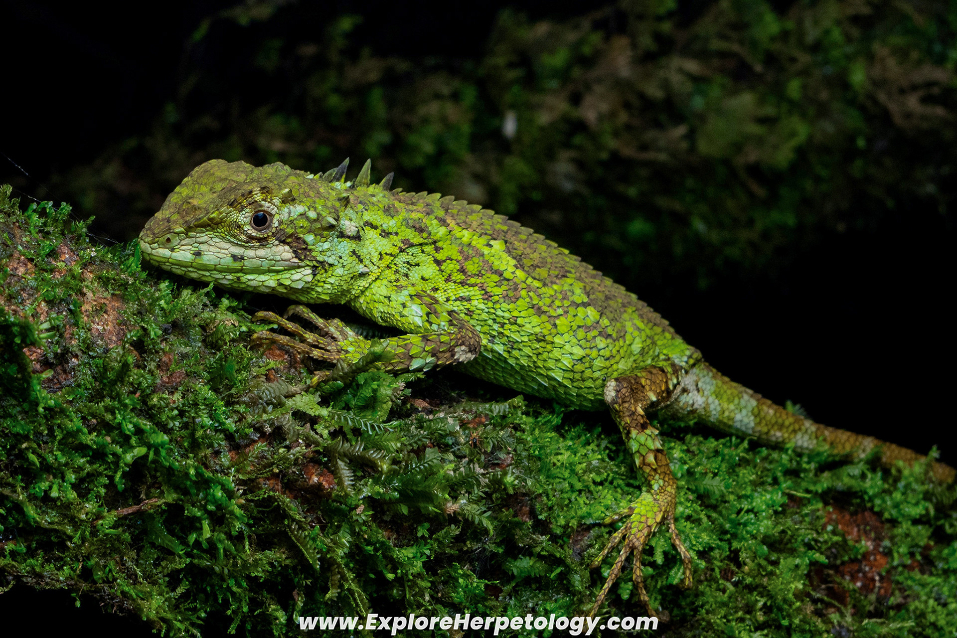 Sa Pa japalure (Diploderma chapaense).