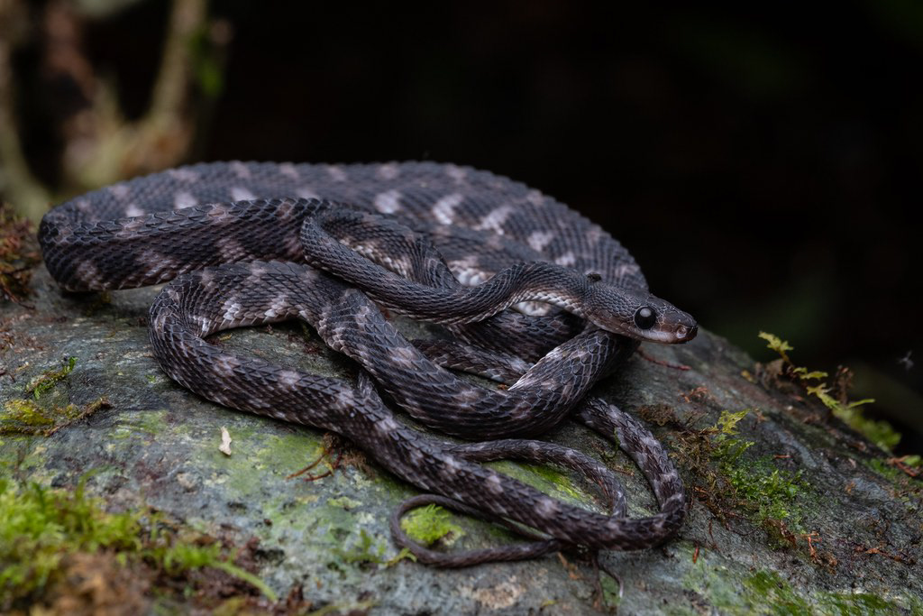 Stoliczka's stream snake (Paraxenodermus boreensis)