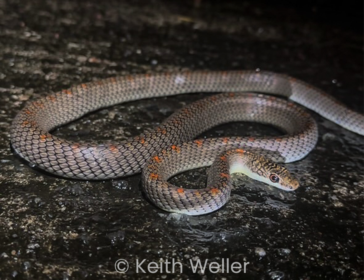 Philippine paradise flying snake (Chrysopelea p. variabilis).