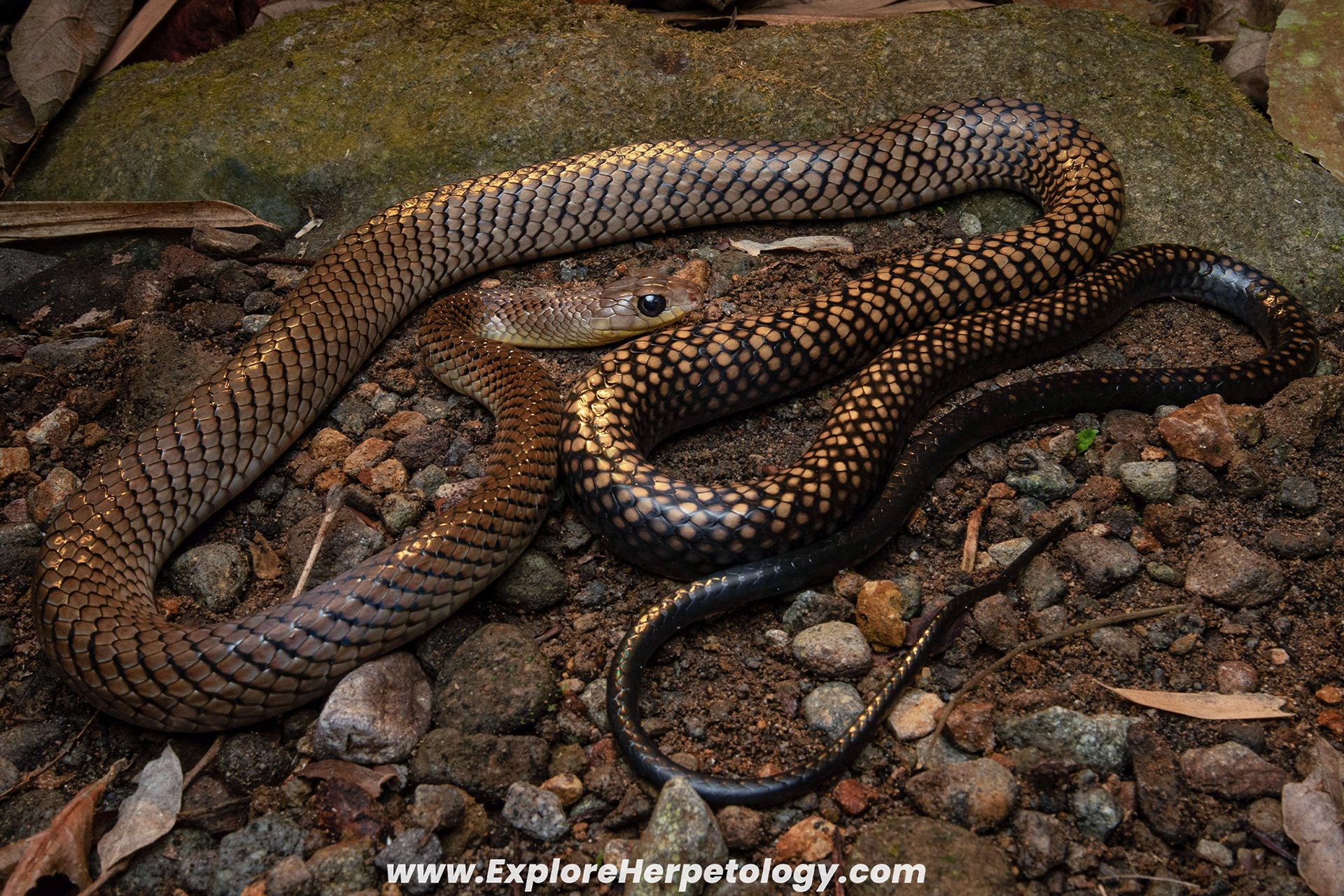 Smooth-scaled mountain ratsnake (Ptyas luzonensis).