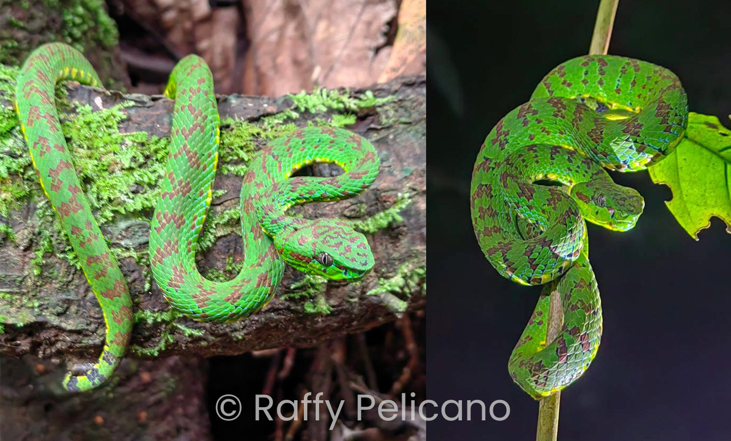 Mindanao/Philippine pit viper (Trimeresurus cf. flavomaculatus).