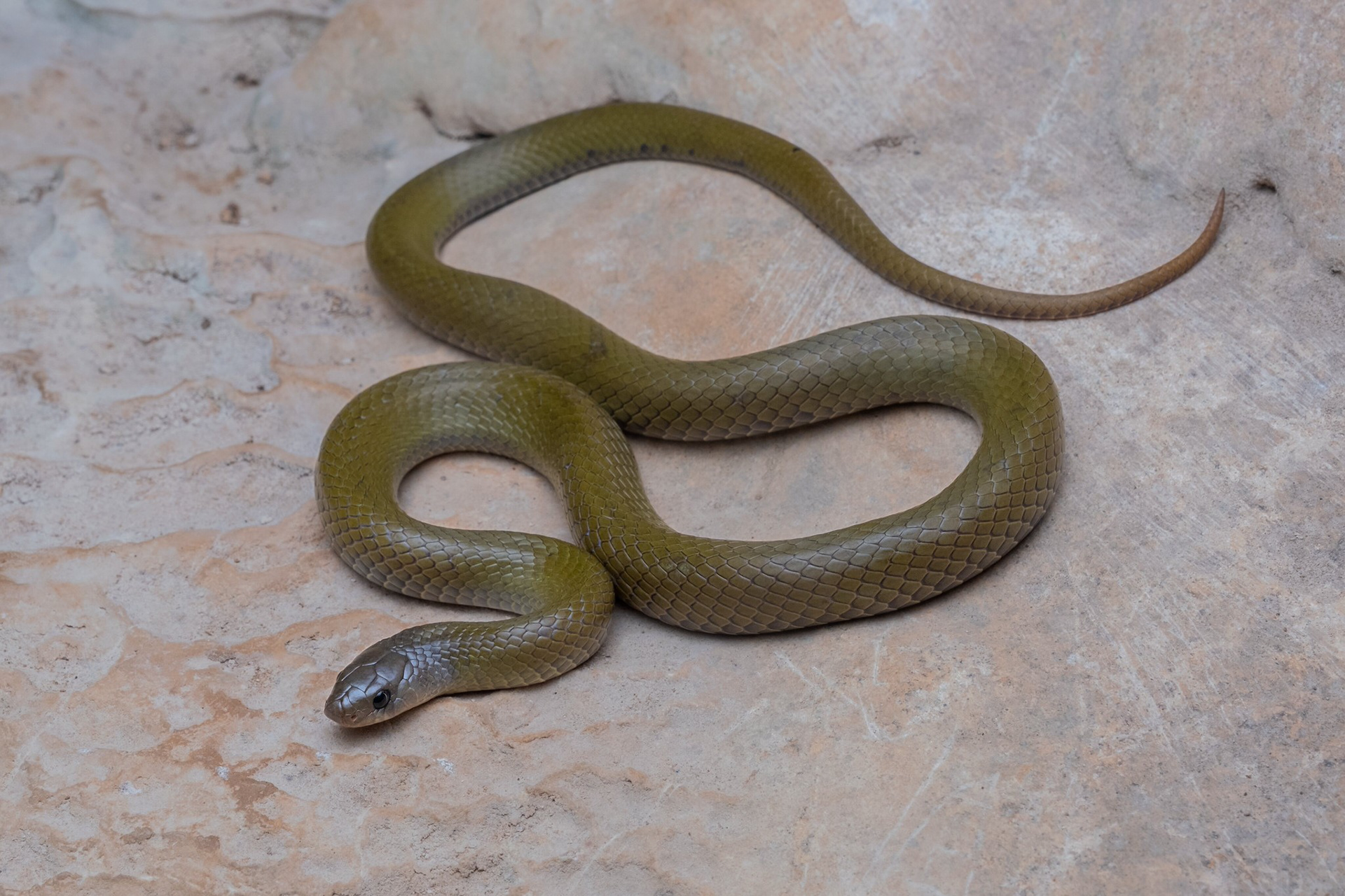 Cicada-eating kukri snake (Oligodon cicadophagous)