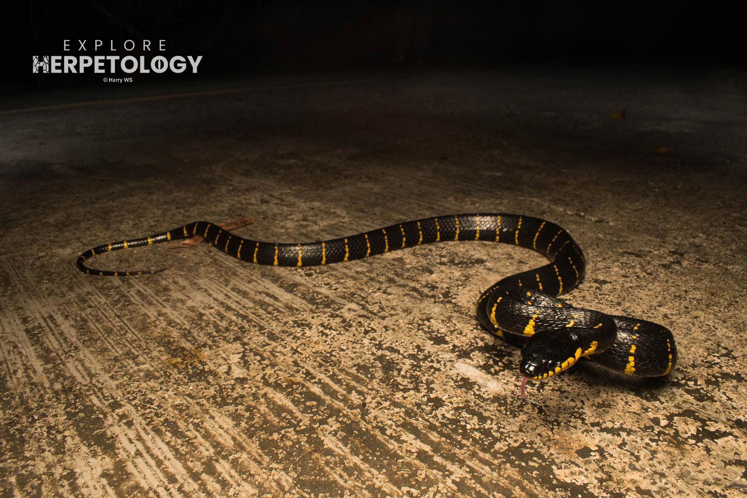 Western mangrove cat snake (Boiga melanota)