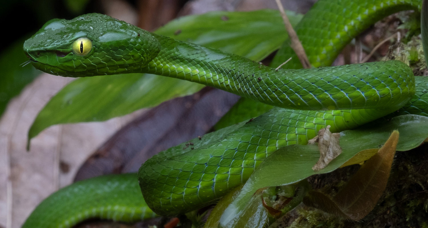Sabah pit viper (Trimeresurus sabahi) female.