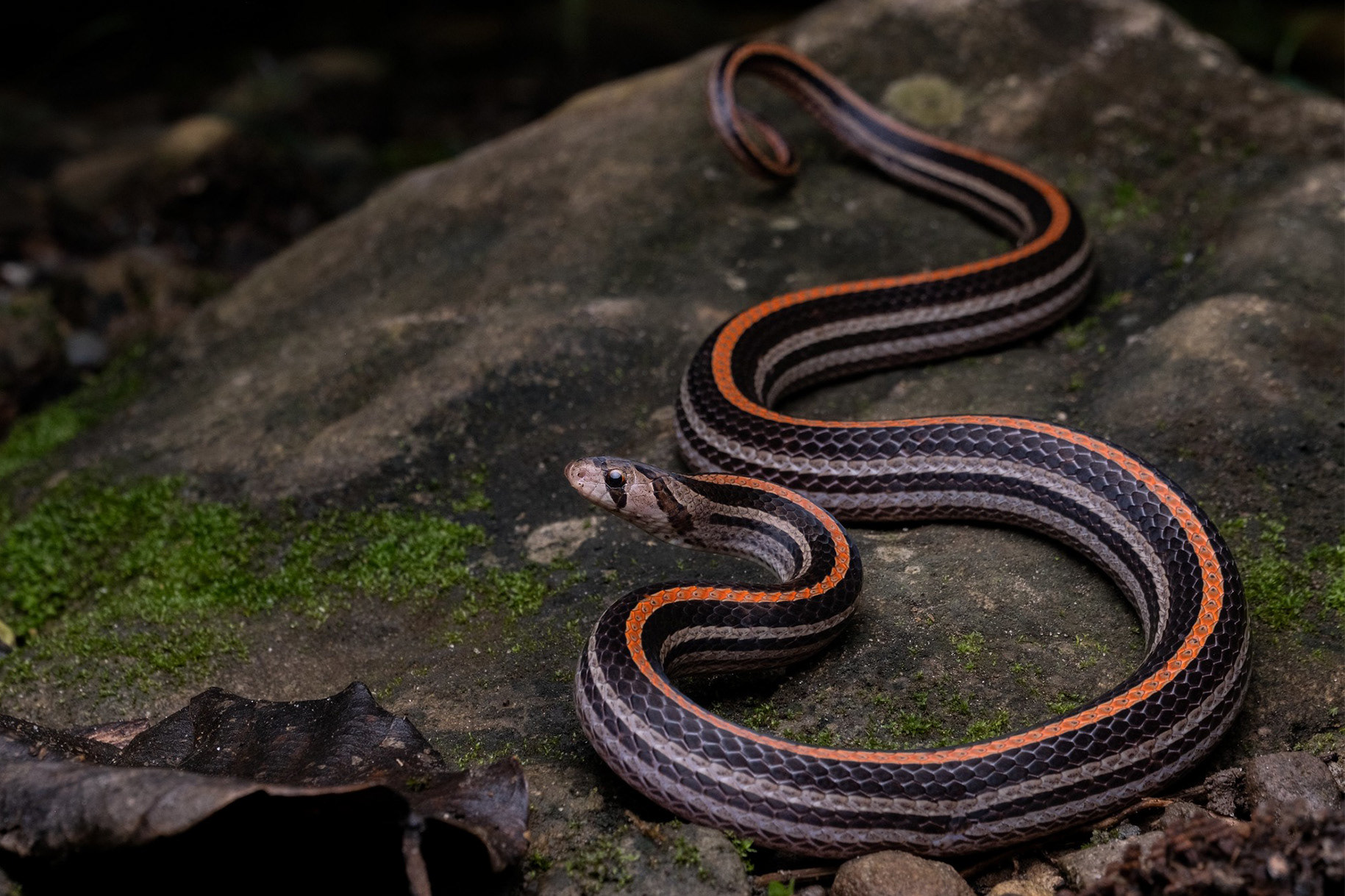 Eight-striped kukri snake (Oligodon octolineatus)