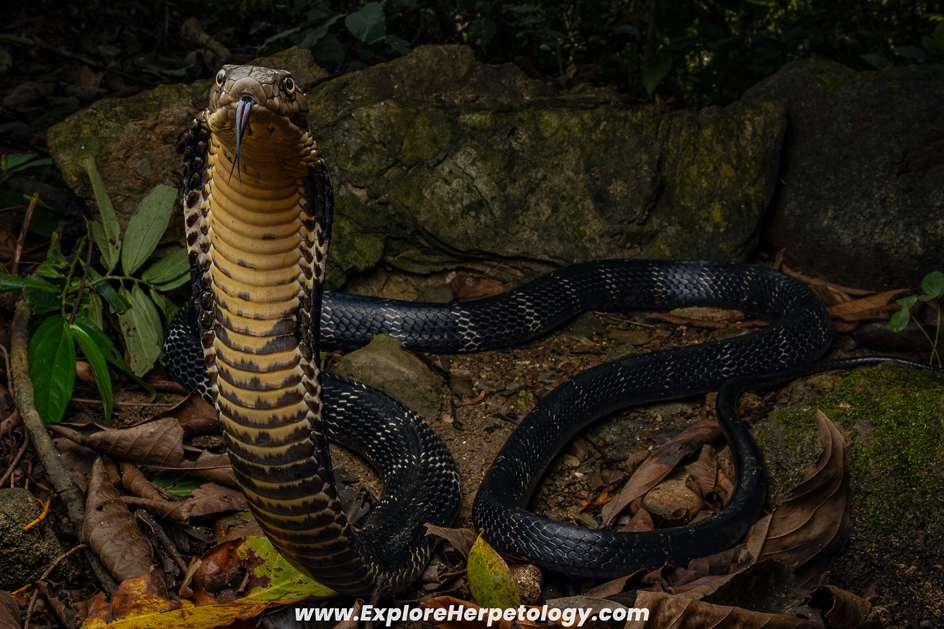 Northern king cobra (Ophiophagus hannah).