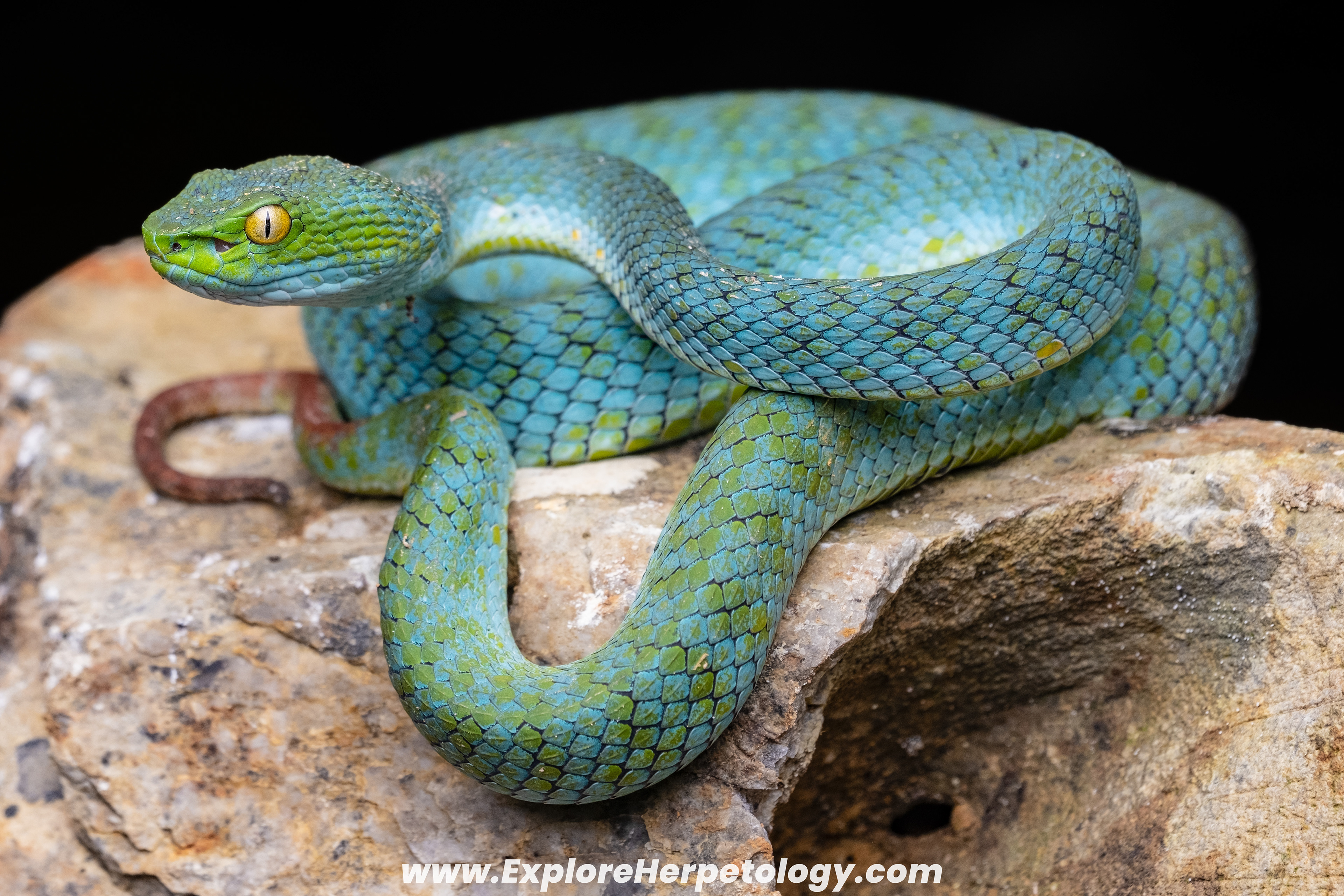 Large-eyed pit viper (Trimeresurus cf. macrops).