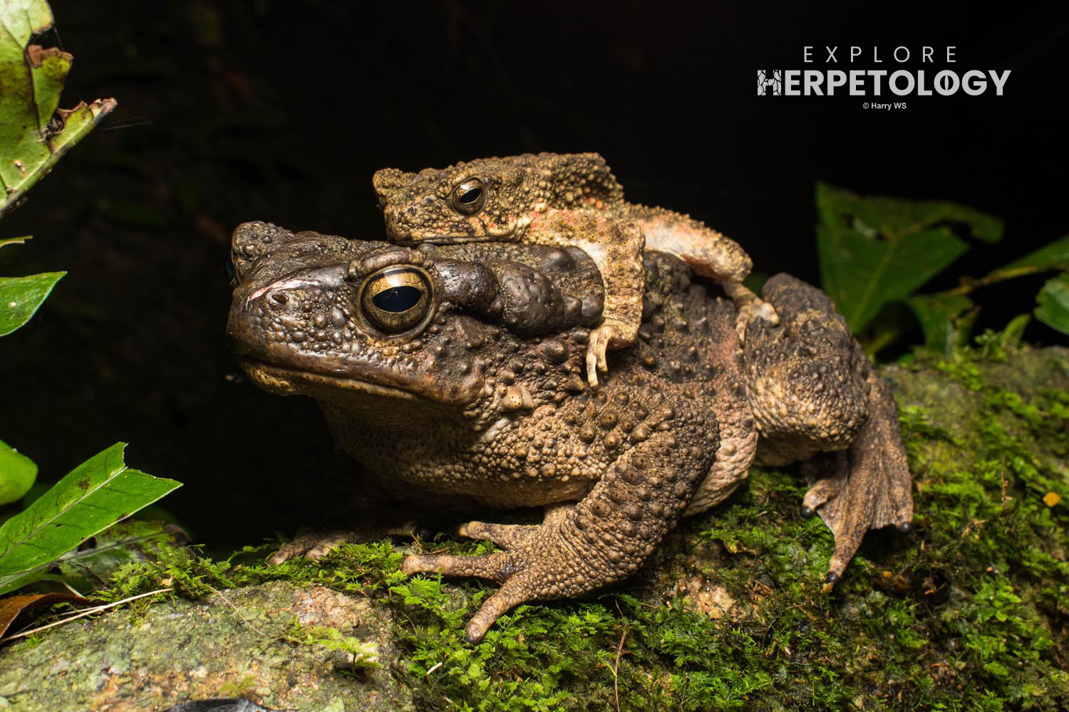 Giant river toad (Phrynoidis asper)