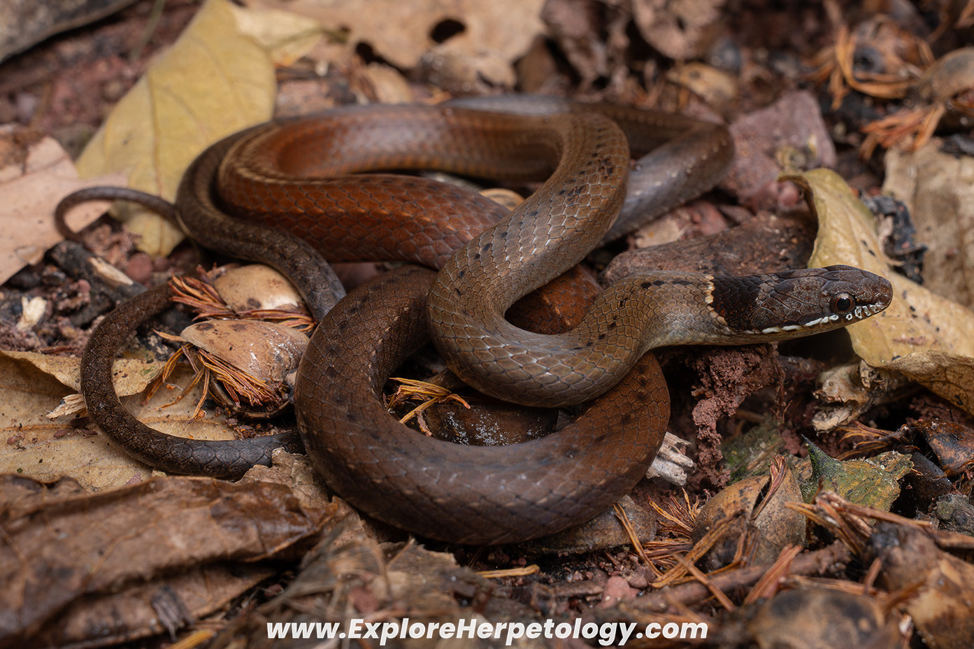 Collared black-headed snake (Sibynophis collaris).