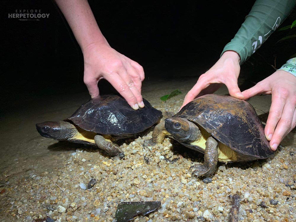 Enigmatic leaf turtles (Cyclemys enigmatica)