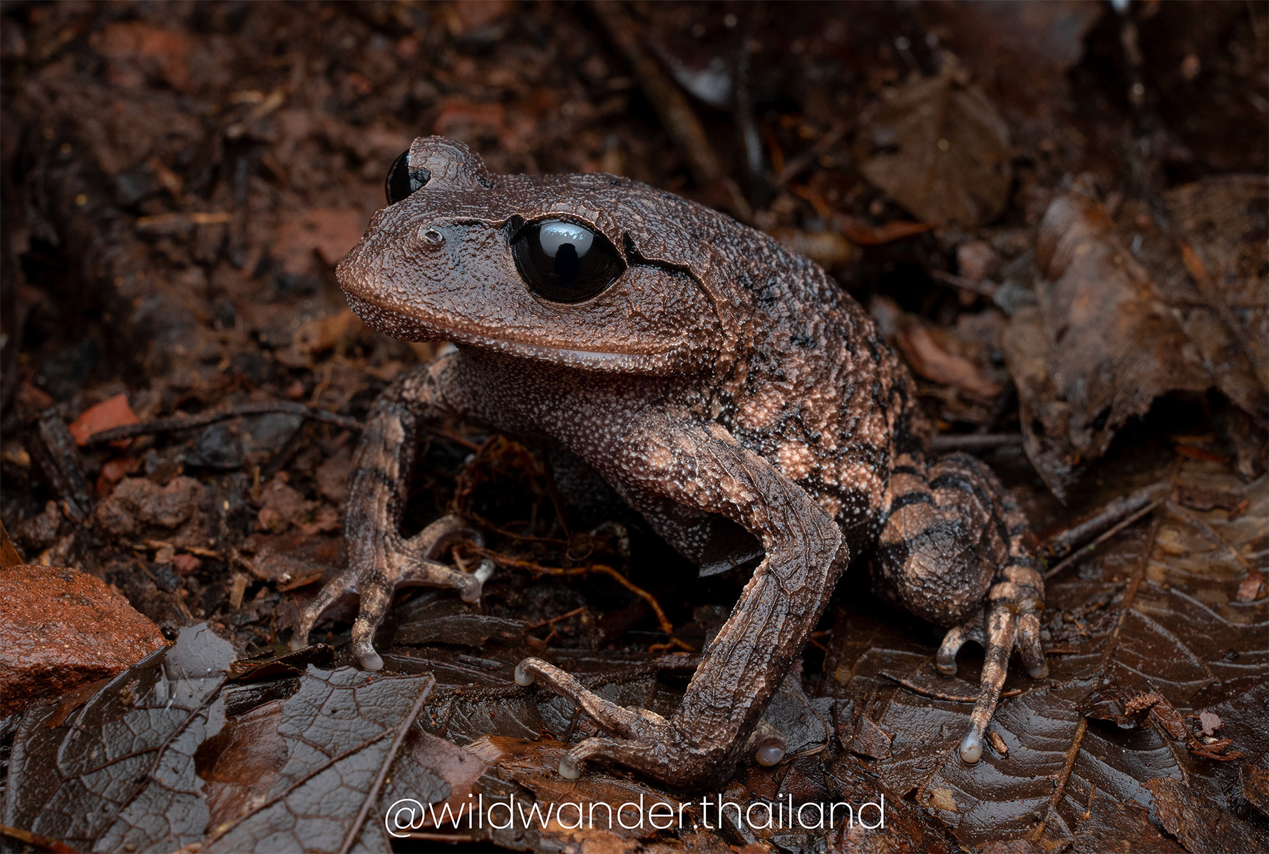Leptobrachium chapaensis