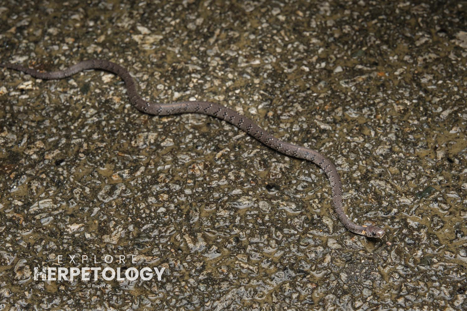 White-spotted slug snake (Pareas margaritophorus agg.)