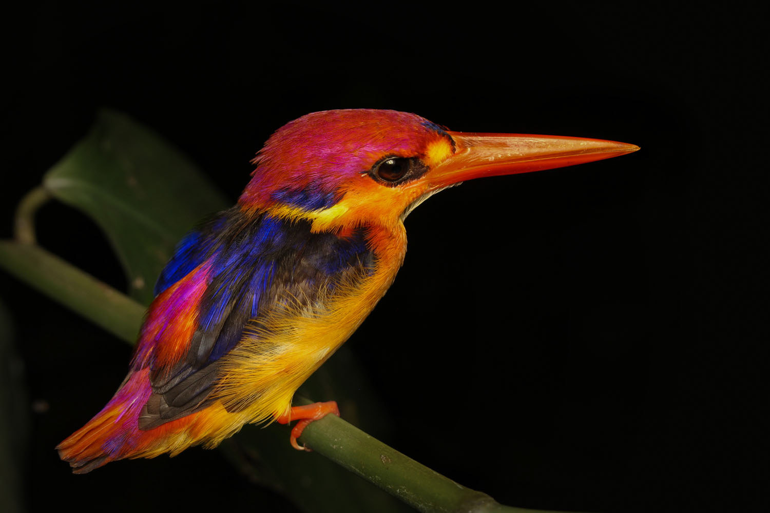 Rufous-backed kingfisher (Ceyx rufidorsa)