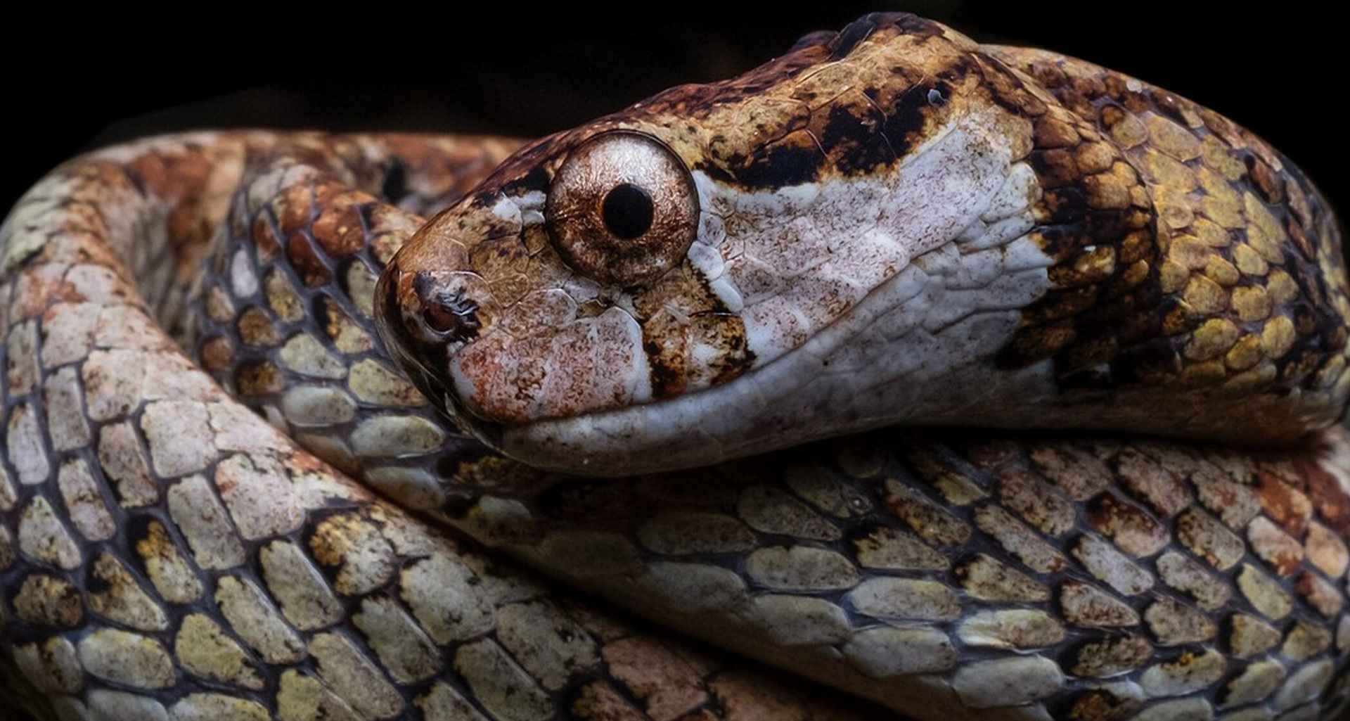 Blunt-headed slug snake (Aplopeltura boa).