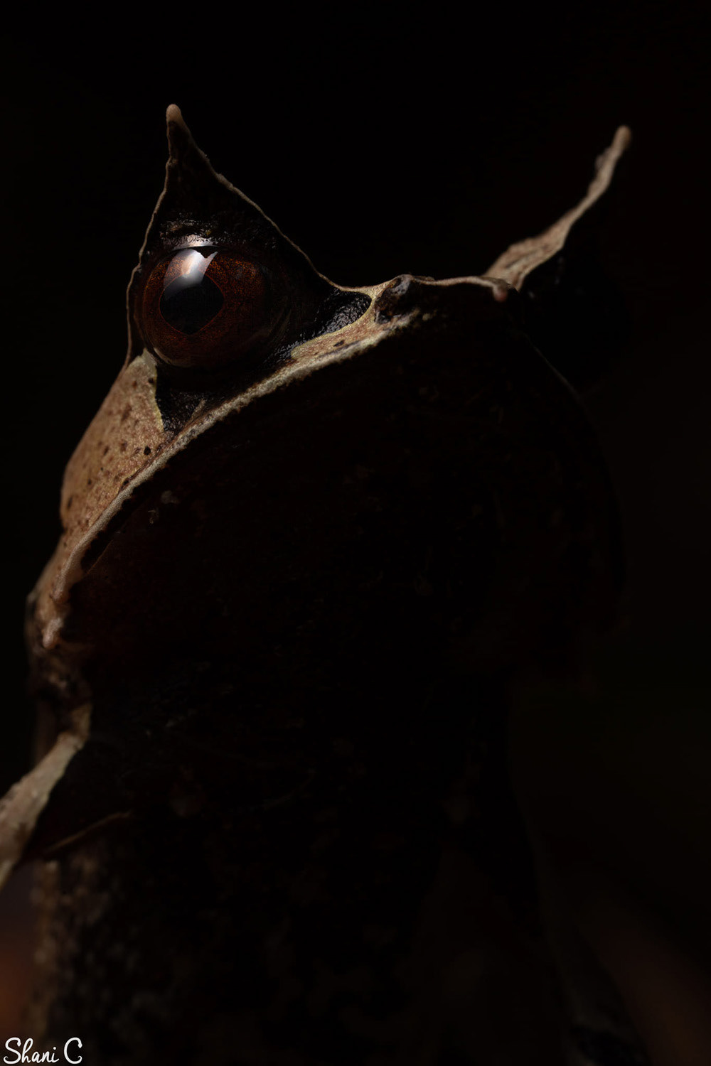 Long-nosed horned frog (Pelobatrachus nasuta).