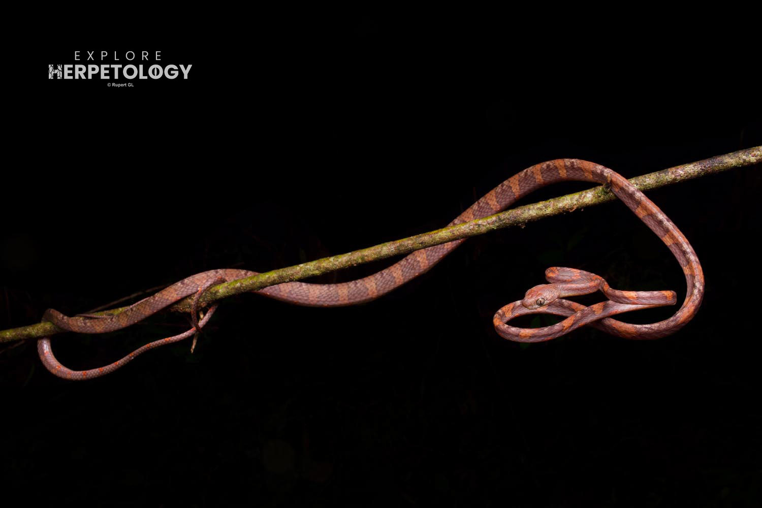 White-spotted cat snake (Boiga drapiezii)