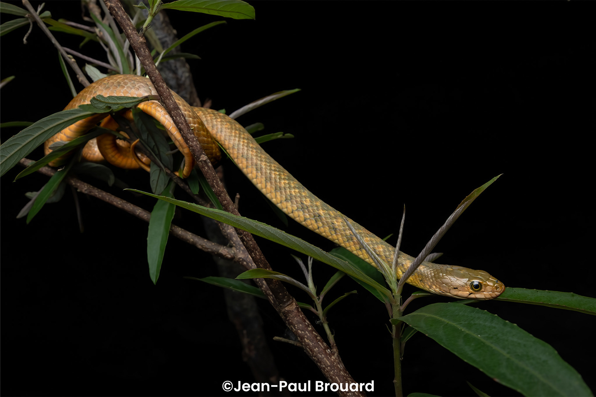 Yellow-spotted keelback (Fowlea flavipunctatus).