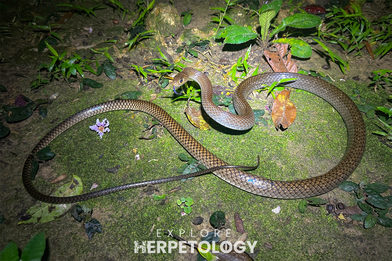 Indo-Chinese rat snake (Ptyas korros).