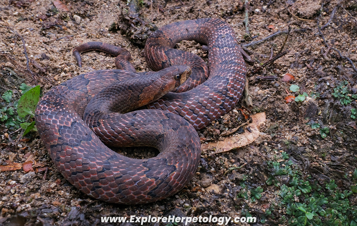 Purple kukri snake (Oligodon purpurascens).