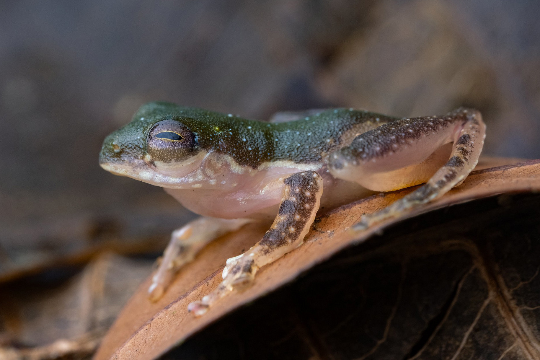 Charming tree frog (Feihyla kajau)