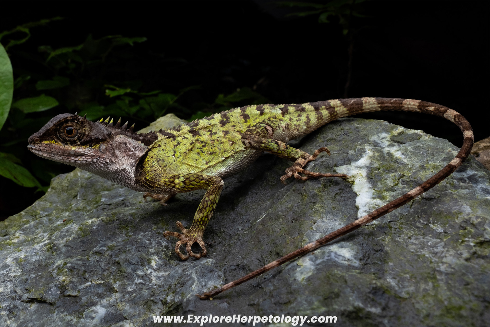Scale-bellied horned dragon (Acanthosaura lepidogaster).