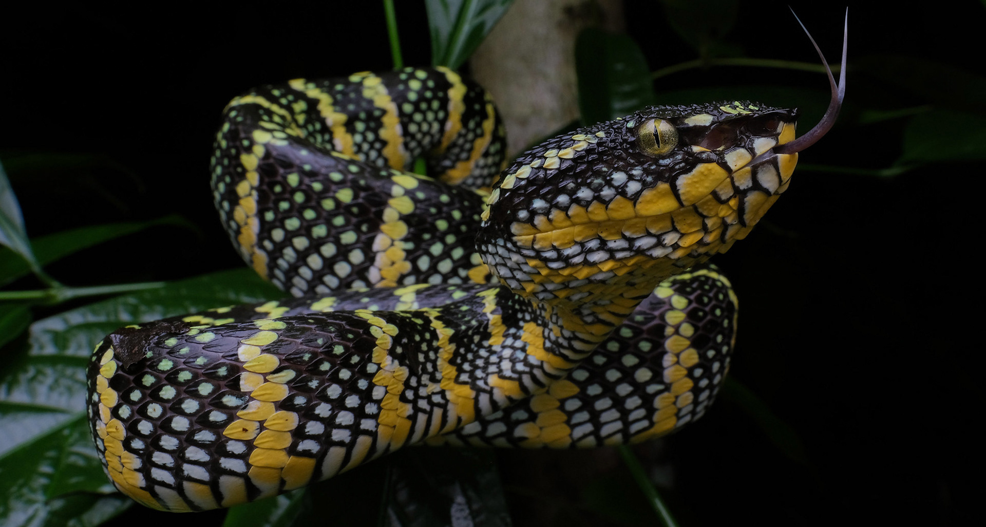 Wagler's pit viper (Tropidolaemus wagleri).