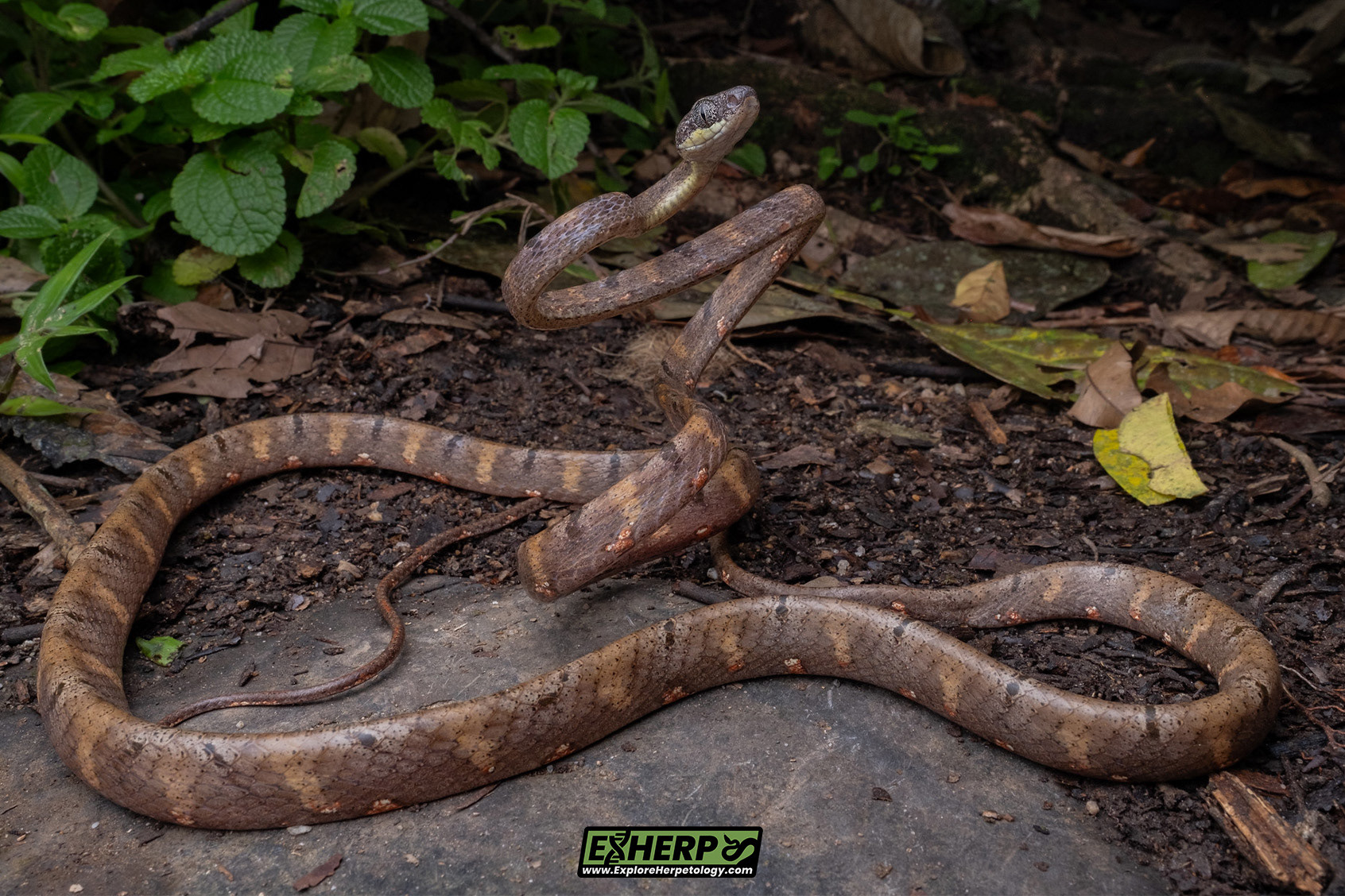 White-spotted cat snake (Boiga drapiezii).