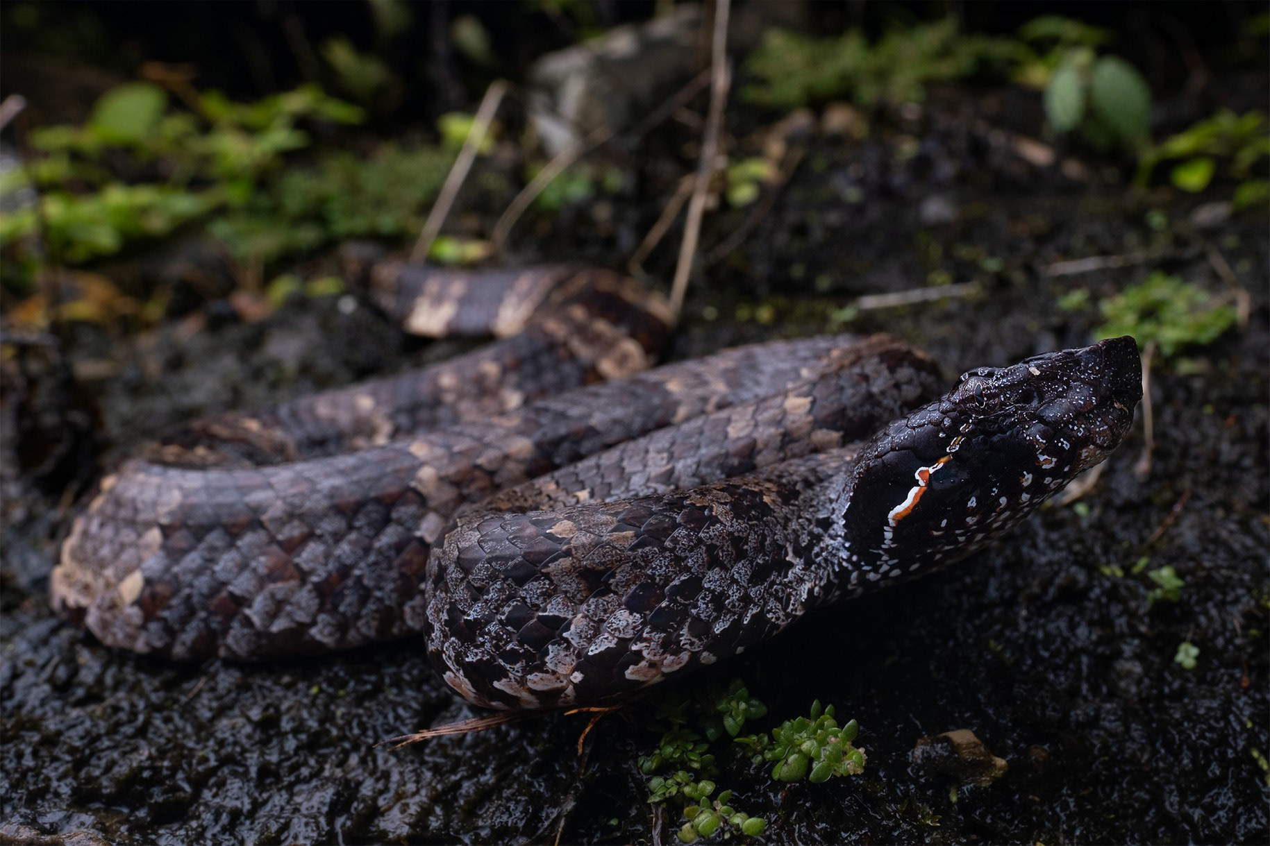 Chasen's mountain pit viper (Garthius chaseni).