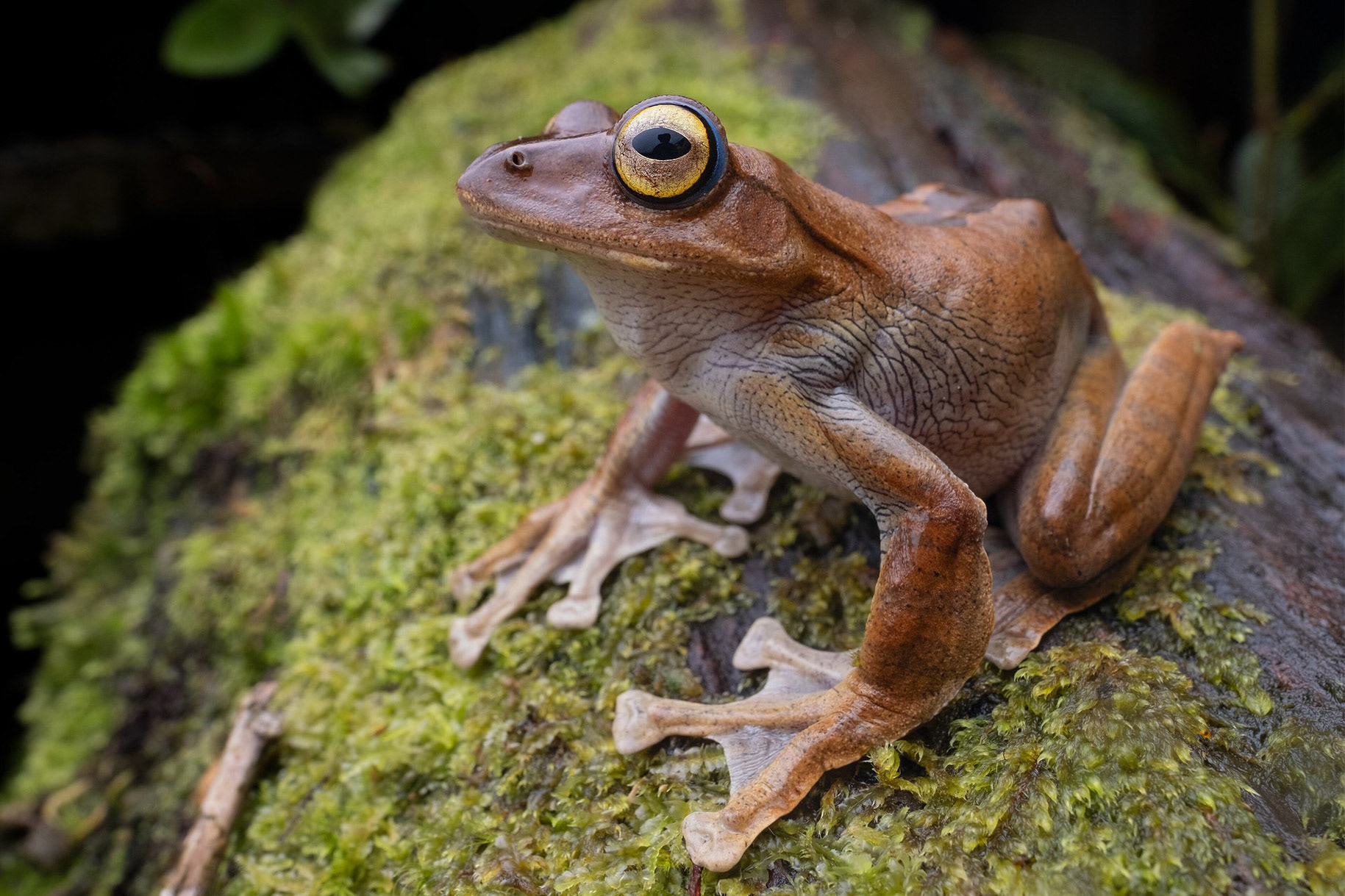 Balu flying frog (Rhacophorus baluensis).