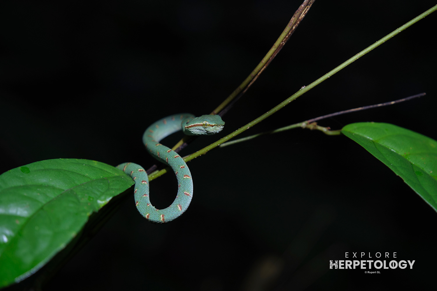 Juvenile Wagler's pit viper (Tropidolaemus wagleri)