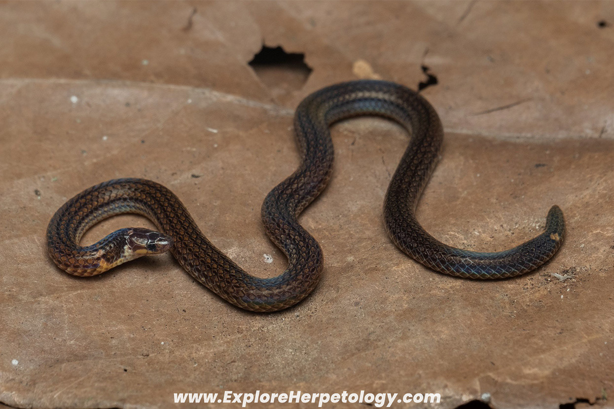 Collared reed snake (Calamaria pavimentata).