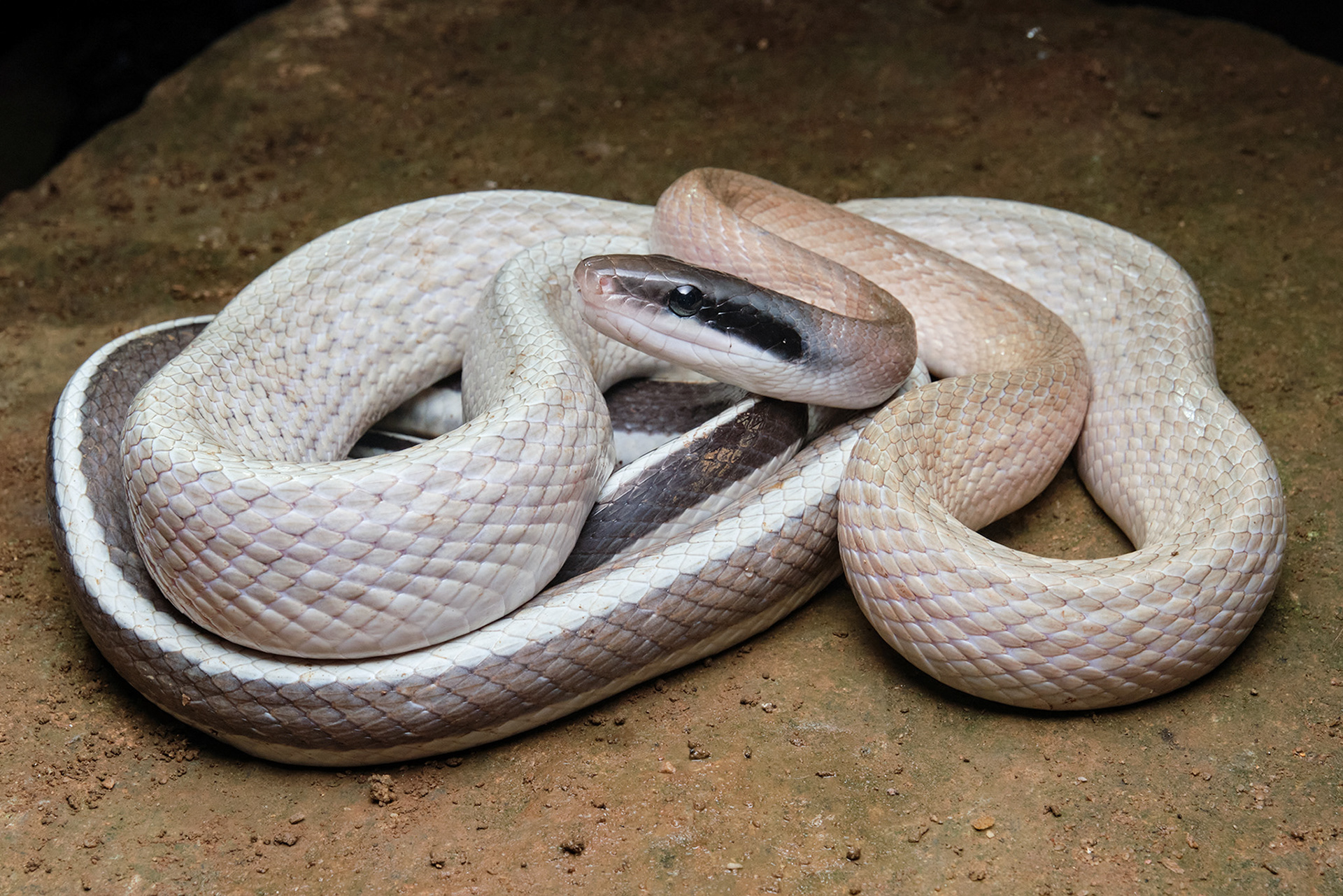 Ridley's cave racer (Elaphe taeniura ridleyi)