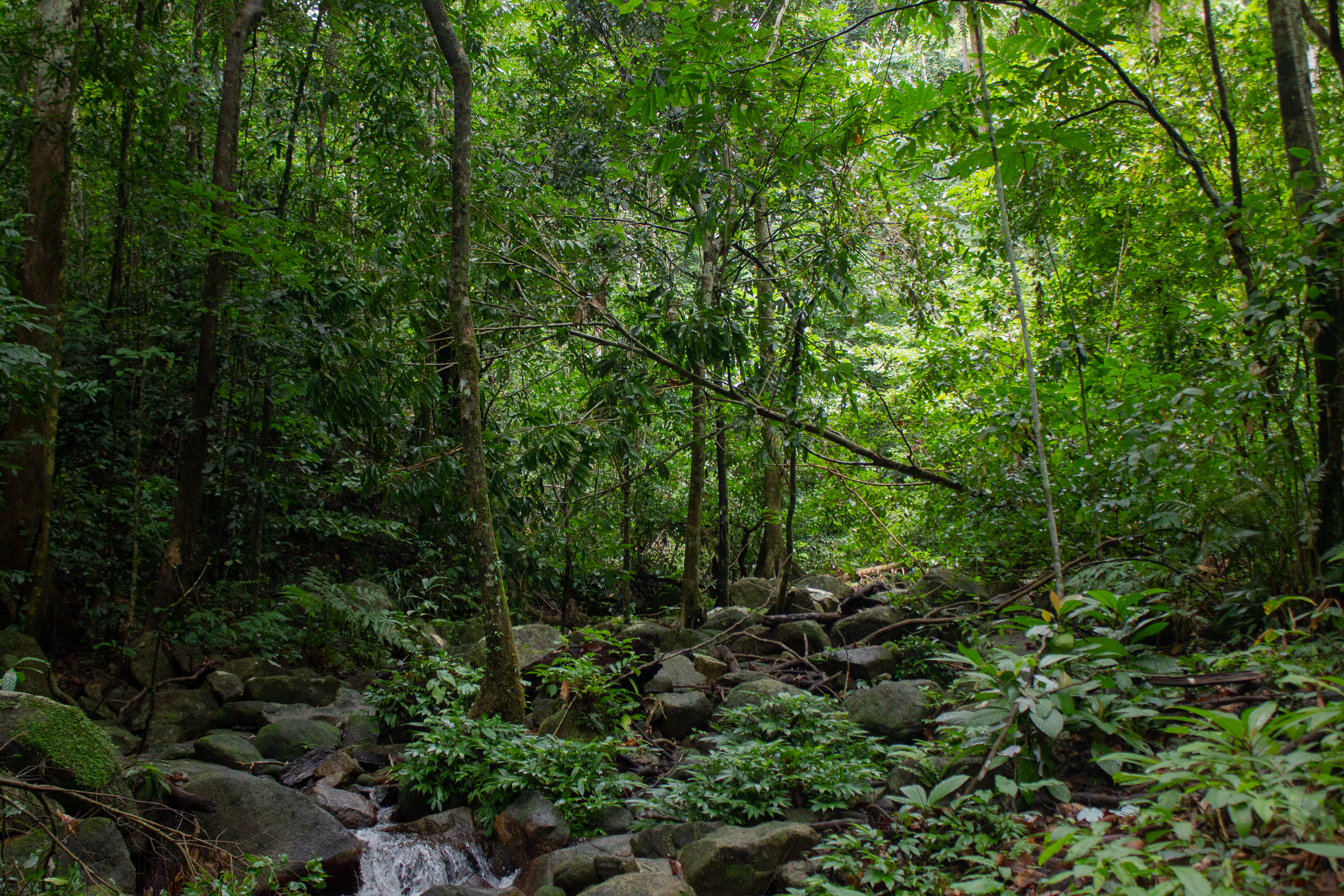 Rainforest, Trang