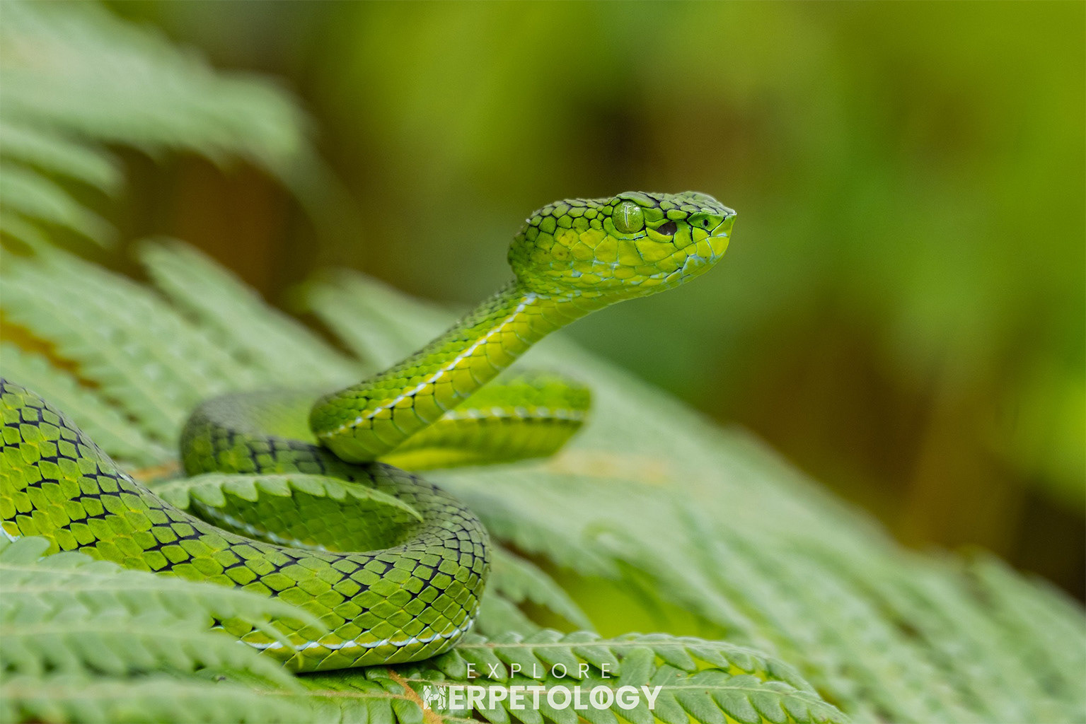 Gunalen's pit viper (Trimeresurus gunaleni)